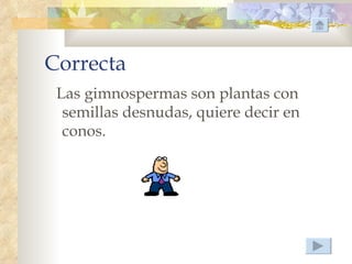 Correcta
 Las gimnospermas son plantas con
  semillas desnudas, quiere decir en
  conos.
 