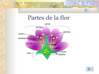 Partes de la flor
 