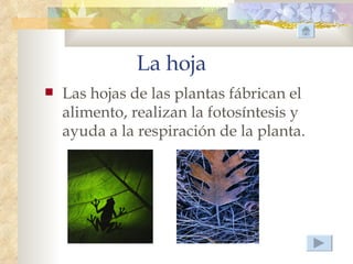 La hoja
   Las hojas de las plantas fábrican el
    alimento, realizan la fotosíntesis y
    ayuda a la respiración de la planta.
 