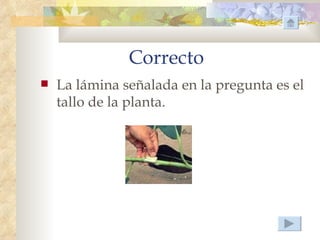 Correcto
   La lámina señalada en la pregunta es el
    tallo de la planta.
 