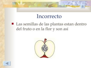 Incorrecto
   Las semillas de las plantas estan dentro
    del fruto o en la flor y son así
 