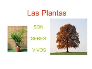 Las Plantas SON  SERES  VIVOS 