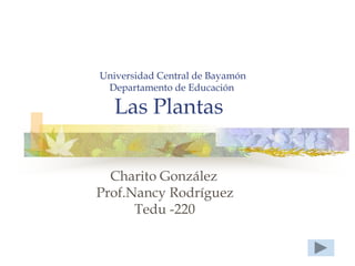 Universidad Central de Bayamón
 Departamento de Educación

   Las Plantas


  Charito González
Prof.Nancy Rodríguez
      Tedu -220
 