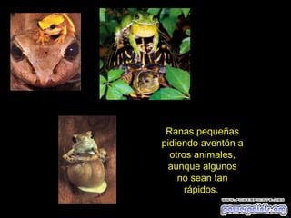 Ranas pequeñas
pidiendo aventón a
  otros animales,
 aunque algunos
    no sean tan
      rápidos.
 