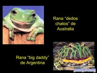 Rana “dedos
                    chatos” de
                     Australia




Rana “big daddy”
  de Argentina
 