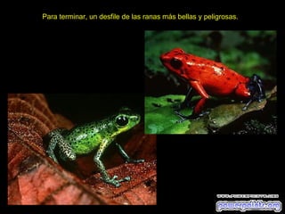 Para terminar, un desfile de las ranas más bellas y peligrosas.
 