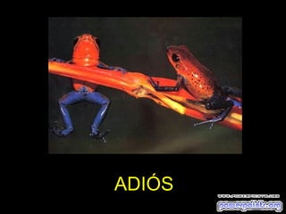 ADIÓS
 