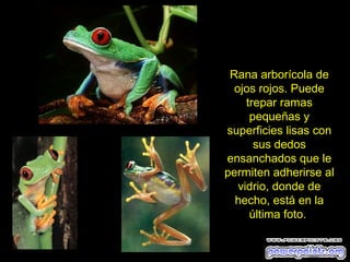 Rana arborícola de
  ojos rojos. Puede
     trepar ramas
      pequeñas y
superficies lisas con
       sus dedos
ensanchados que le
permiten adherirse al
   vidrio, donde de
  hecho, está en la
      última foto.
 