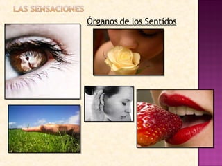 Órganos de los Sentidos 