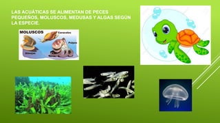 LAS ACUÁTICAS SE ALIMENTAN DE PECES
PEQUEÑOS, MOLUSCOS, MEDUSAS Y ALGAS SEGÚN
LA ESPECIE.
 