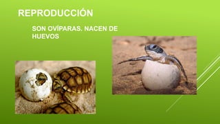 REPRODUCCIÓN
SON OVÍPARAS. NACEN DE
HUEVOS
 