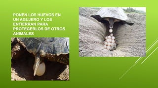 PONEN LOS HUEVOS EN
UN AGUJERO Y LOS
ENTIERRAN PARA
PROTEGERLOS DE OTROS
ANIMALES
 