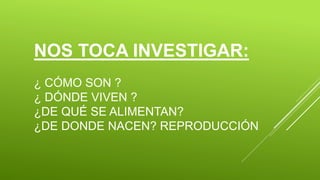 NOS TOCA INVESTIGAR:
¿ CÓMO SON ?
¿ DÓNDE VIVEN ?
¿DE QUÉ SE ALIMENTAN?
¿DE DONDE NACEN? REPRODUCCIÓN
 
