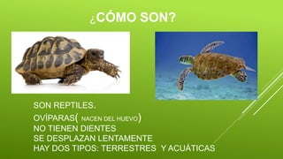 ¿CÓMO SON?
SON REPTILES.
OVÍPARAS( NACEN DEL HUEVO)
NO TIENEN DIENTES
SE DESPLAZAN LENTAMENTE
HAY DOS TIPOS: TERRESTRES Y ACUÁTICAS
 