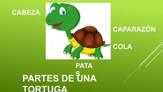 PARTES DE UNA
CABEZA
CAPARAZÓN
COLA
PATA
S
 