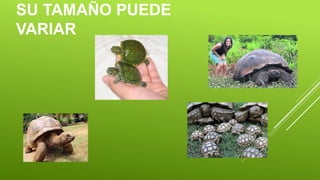 SU TAMAÑO PUEDE
VARIAR
 