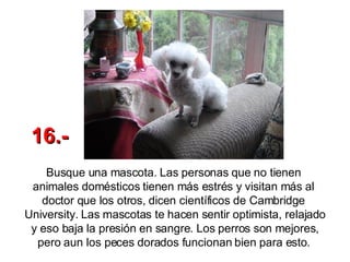 Busque una mascota. Las personas que no tienen  animales domésticos tienen más estrés y visitan más al  doctor que los otros, dicen científicos de Cambridge  University. Las mascotas te hacen sentir optimista, relajado y eso baja la presión en sangre. Los perros son mejores, pero aun los peces dorados funcionan bien para esto.   16.- 