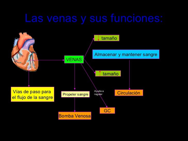 Las Venas Y Sus Funciones