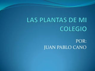 LAS PLANTAS DE MI COLEGIO POR: JUAN PABLO CANO 