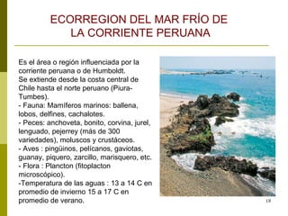Es el área o región influenciada por la corriente peruana o de Humboldt.  Se extiende desde la costa central de Chile hasta el norte peruano (Piura-Tumbes).  - Fauna: Mamíferos marinos: ballena, lobos, delfines, cachalotes.  - Peces: anchoveta, bonito, corvina, jurel, lenguado, pejerrey (más de 300 variedades), moluscos y crustáceos.  - Aves : pingüinos, pelícanos, gaviotas, guanay, piquero, zarcillo, marisquero, etc.  - Flora : Plancton (fitoplacton microscópico).  -Temperatura de las aguas : 13 a 14 C en promedio de invierno 15 a 17 C en promedio de verano.  ECORREGION DEL MAR FRÍO DE  LA CORRIENTE PERUANA 