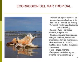 Porción de aguas cálidas. se encuentran desde el norte de los 15 L.S. (costas de Piura y Tumbes), hasta baja California (costa EE.UU)  - Fauna : Aves : gaviotas, albatros, fragata, etc.  - Reptiles : serpientes marinas, tortugas marinas, cocodrilos americanos (en los manglares).  - Peces diversos : tiburón, martillo, atún, merlín, moluscos crustáceos.  -Flora : algas, mangle.  - Temperatura de las aguas : invierno 19 C; verano 22 C  ECORREGION DEL MAR TROPICAL 