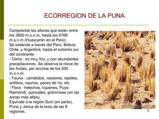 Comprende las alturas que están entre los 3800 m.s.n.m, hasta los 6768 m.s.n.m (Huascarán en el Perú).  Se extiende a través del Perú, Bolivia, Chile, y Argentina, hasta el extremo sur del continente.  - Clima : es muy frío, y con abundantes precipitaciones. Se observa la nieve de los Andes, por encima de los 500 m.s.n.m.  - Fauna : camélidos, roedores, reptiles, anfibios, saurios, peces de río, etc.  - Flora : helechos, líquenes, Puya Raimondi, quinuales, gramíneas (en las zonas más altas).  Equivale a la región Suni (en parte), Puna y Janca de la tesis de las 8 regiones.  ECORREGION DE LA PUNA 
