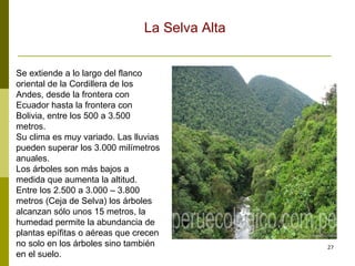 Se extiende a lo largo del flanco oriental de la Cordillera de los Andes, desde la frontera con Ecuador hasta la frontera con Bolivia, entre los 500 a 3.500 metros. Su clima es muy variado. Las lluvias pueden superar los 3.000 milímetros anuales. Los árboles son más bajos a medida que aumenta la altitud. Entre los 2.500 a 3.000 – 3.800 metros (Ceja de Selva) los árboles alcanzan sólo unos 15 metros, la humedad permite la abundancia de plantas epífitas o aéreas que crecen no solo en los árboles sino también en el suelo.  La Selva Alta 