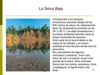 Corresponde a los bosques amazónicos ubicados debajo de los 600 metros de altura. Es relativamente llana. Su temperatura promedio es de 24º a 26º C. Las altas temperaturas y humedad ambiental permiten tener la mayor diversidad de especies. Gran parte de la fauna habita en las copas de los árboles y en menor cantidad al nivel del piso donde reina la penumbra. Son abundantes las lagunas, riachuelos y pantanos. Viven aquí lobos de ríos y el paiche, el pez más grande de la selva. Otros animales típicos son los monos, perezosos, loros y papagayos, el águila arpía y las boas.  La Selva Baja 