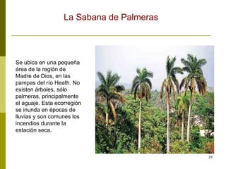 Se ubica en una pequeña área de la región de Madre de Dios, en las pampas del río Heath. No existen árboles, sólo palmeras, principalmente el aguaje. Esta ecorregión se inunda en épocas de lluvias y son comunes los incendios durante la estación seca.  La Sabana de Palmeras 
