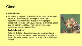 Olmo
• Indicaciones:
• Abatimiento repentino, en ciertas épocas más o menos
extensas, por un exceso de responsabilidades.
Agotamiento, depresión, dudas sobre la propia
capacidad. Picos de trabajo, épocas de exámenes. Creen
que no podrán con todo. Trabajan en exceso por
vocación y son perfeccionistas.
• Cualidad positiva:
• Retorno de la fe y la confianza en su capacidad para
llevar a término las tareas y para manejar la presión o el
estrés. Renovación de nuevos recursos. Capacidad para
delegar.

 