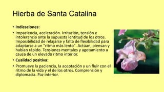 Hierba de Santa Catalina
• Indicaciones:
• Impaciencia, aceleración. Irritación, tensión e
intolerancia ante la supuesta lentitud de los otros.
Imposibilidad de relajarse y falta de flexibilidad para
adaptarse a un "ritmo más lento". Actúan, piensan y
hablan rápido. Tensiones mentales y agotamiento a
causa de un elevado ritmo interior.
• Cualidad positiva:
• Promueve la paciencia, la aceptación y un fluir con el
ritmo de la vida y el de los otros. Comprensión y
diplomacia. Paz interior.

 