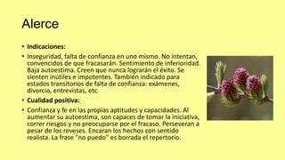 Alerce
• Indicaciones:
• Inseguridad, falta de confianza en uno mismo. No intentan,
convencidos de que fracasarán. Sentimiento de inferioridad.
Baja autoestima. Creen que nunca lograrán el éxito. Se
sienten inútiles e impotentes. También indicado para
estados transitorios de falta de confianza: exámenes,
divorcio, entrevistas, etc.
• Cualidad positiva:
• Confianza y fe en las propias aptitudes y capacidades. Al
aumentar su autoestima, son capaces de tomar la iniciativa,
correr riesgos y no preocuparse por el fracaso. Perseveran a
pesar de los reveses. Encaran los hechos con sentido
realista. La frase "no puedo" es borrada el repertorio.

 