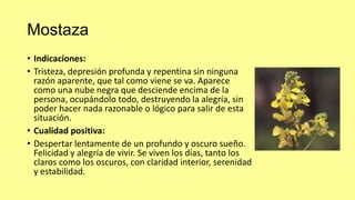 Mostaza
• Indicaciones:
• Tristeza, depresión profunda y repentina sin ninguna
razón aparente, que tal como viene se va. Aparece
como una nube negra que desciende encima de la
persona, ocupándolo todo, destruyendo la alegría, sin
poder hacer nada razonable o lógico para salir de esta
situación.
• Cualidad positiva:
• Despertar lentamente de un profundo y oscuro sueño.
Felicidad y alegría de vivir. Se viven los días, tanto los
claros como los oscuros, con claridad interior, serenidad
y estabilidad.

 