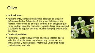 Olivo
• Indicaciones:
• Agotamiento, cansancio extremo después de un gran
esfuerzo o lucha. Exhaustos física y mentalmente, sin
fuerzas ni reservas de energía, debido a un desgaste que
no se podían permitir (estudios, trabajo, larga enfermedad
o cuidado de alguien durante mucho tiempo). Desinterés
por todo.
• Cualidad positiva:
• Restaura el vigor y devuelve la energía e interés por la
vida. Facultad de escuchar al cuerpo y reconocer sus
limitaciones y necesidades. Promueve un cuerpo físico
revitalizado y nutrido.

 