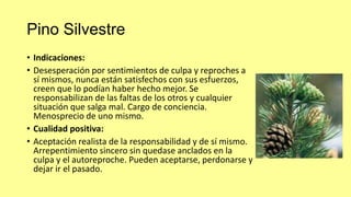 Pino Silvestre
• Indicaciones:
• Desesperación por sentimientos de culpa y reproches a
sí mismos, nunca están satisfechos con sus esfuerzos,
creen que lo podían haber hecho mejor. Se
responsabilizan de las faltas de los otros y cualquier
situación que salga mal. Cargo de conciencia.
Menosprecio de uno mismo.
• Cualidad positiva:
• Aceptación realista de la responsabilidad y de sí mismo.
Arrepentimiento sincero sin quedase anclados en la
culpa y el autoreproche. Pueden aceptarse, perdonarse y
dejar ir el pasado.

 