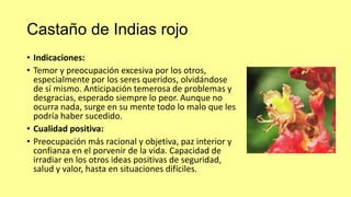 Castaño de Indias rojo
• Indicaciones:
• Temor y preocupación excesiva por los otros,
especialmente por los seres queridos, olvidándose
de sí mismo. Anticipación temerosa de problemas y
desgracias, esperado siempre lo peor. Aunque no
ocurra nada, surge en su mente todo lo malo que les
podría haber sucedido.
• Cualidad positiva:
• Preocupación más racional y objetiva, paz interior y
confianza en el porvenir de la vida. Capacidad de
irradiar en los otros ideas positivas de seguridad,
salud y valor, hasta en situaciones difíciles.

 