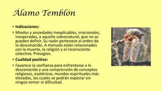 Álamo Temblón
• Indicaciones:
• Miedos y ansiedades inexplicables, irracionales,
inesperados, a aquello sobrenatural, que no se
pueden definir. Su razón pertenece al orden de
lo desconocido. A menudo están relacionados
con la muerte, la religión y el inconsciente
colectivo. Presagios.
• Cualidad positiva:
• Favorece la confianza para enfrentarse a lo
desconocido y una comprensión de conceptos
religiosos, esotéricos, mundos espirituales más
elevados, los cuales se podrán explorar sin
ningún temor ni dificultad.

 