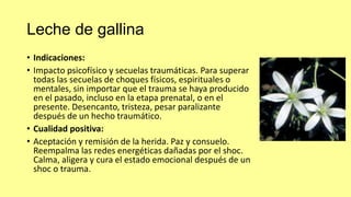 Leche de gallina
• Indicaciones:
• Impacto psicofísico y secuelas traumáticas. Para superar
todas las secuelas de choques físicos, espirituales o
mentales, sin importar que el trauma se haya producido
en el pasado, incluso en la etapa prenatal, o en el
presente. Desencanto, tristeza, pesar paralizante
después de un hecho traumático.
• Cualidad positiva:
• Aceptación y remisión de la herida. Paz y consuelo.
Reempalma las redes energéticas dañadas por el shoc.
Calma, aligera y cura el estado emocional después de un
shoc o trauma.

 