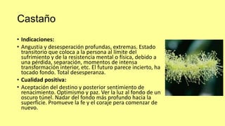 Castaño
• Indicaciones:
• Angustia y desesperación profundas, extremas. Estado
transitorio que coloca a la persona al límite del
sufrimiento y de la resistencia mental o física, debido a
una pérdida, separación, momentos de intensa
transformación interior, etc. El futuro parece incierto, ha
tocado fondo. Total desesperanza.
• Cualidad positiva:
• Aceptación del destino y posterior sentimiento de
renacimiento. Optimismo y paz. Ver la luz al fondo de un
oscuro túnel. Nadar del fondo más profundo hacia la
superficie. Promueve la fe y el coraje pera comenzar de
nuevo.

 