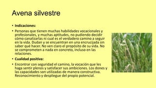 Avena silvestre
• Indicaciones:
• Personas que tienen muchas habilidades vocacionales y
profesionales, y muchas aptitudes, no pudiendo decidir
cómo canalizarlas ni cual es el verdadero camino a seguir
en la vida. Dudan y se encuentran en una encrucijada sin
saber qué hacer. No ven claro el propósito de su vida. No
se comprometen a nada en concreto, incluso en las
relaciones.
• Cualidad positiva:
• Encontrar con seguridad el camino, la vocación que les
haga sentir plenos y satisfacer sus ambiciones. Los dones y
las capacidades son utilizadas de manera constructiva.
Reconocimiento y despliegue del propio potencial.

 