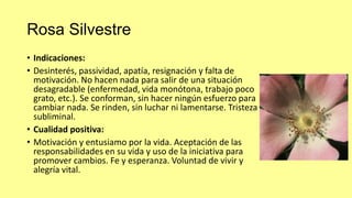 Rosa Silvestre
• Indicaciones:
• Desinterés, passividad, apatía, resignación y falta de
motivación. No hacen nada para salir de una situación
desagradable (enfermedad, vida monótona, trabajo poco
grato, etc.). Se conforman, sin hacer ningún esfuerzo para
cambiar nada. Se rinden, sin luchar ni lamentarse. Tristeza
subliminal.
• Cualidad positiva:
• Motivación y entusiamo por la vida. Aceptación de las
responsabilidades en su vida y uso de la iniciativa para
promover cambios. Fe y esperanza. Voluntad de vivir y
alegría vital.

 
