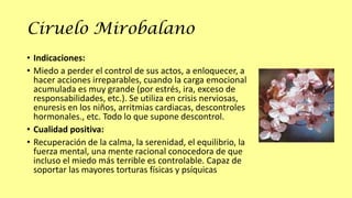 Ciruelo Mirobalano
• Indicaciones:
• Miedo a perder el control de sus actos, a enloquecer, a
hacer acciones irreparables, cuando la carga emocional
acumulada es muy grande (por estrés, ira, exceso de
responsabilidades, etc.). Se utiliza en crisis nerviosas,
enuresis en los niños, arritmias cardiacas, descontroles
hormonales., etc. Todo lo que supone descontrol.
• Cualidad positiva:
• Recuperación de la calma, la serenidad, el equilibrio, la
fuerza mental, una mente racional conocedora de que
incluso el miedo más terrible es controlable. Capaz de
soportar las mayores torturas físicas y psíquicas

 