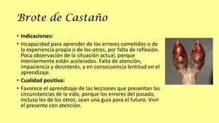 Brote de Castaño
• Indicaciones:
• Incapacidad para aprender de los errores cometidos o de
la experiencia propia o de los otros, por falta de reflexión.
Poca observación de la situación actual, porque
interiormente están acelerados. Falta de atención,
impaciencia y desinterés, y en consecuencia lentitud en el
aprendizaje.
• Cualidad positiva:
• Favorece el aprendizaje de las lecciones que presentan las
circunstancias de la vida, porque los errores del pasado,
incluso los de los otros, sean una guía para el futuro. Vivir
el presente con atención.

 