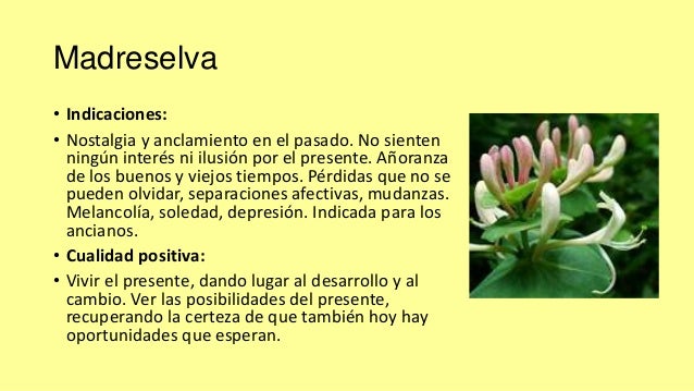 Flores de bach para adelgazar cuales son los derechos