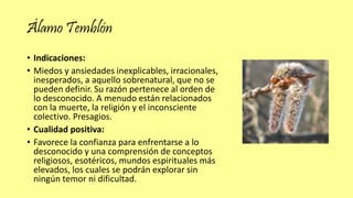 Álamo Temblón
• Indicaciones:
• Miedos y ansiedades inexplicables, irracionales,
inesperados, a aquello sobrenatural, que no se
pueden definir. Su razón pertenece al orden de
lo desconocido. A menudo están relacionados
con la muerte, la religión y el inconsciente
colectivo. Presagios.
• Cualidad positiva:
• Favorece la confianza para enfrentarse a lo
desconocido y una comprensión de conceptos
religiosos, esotéricos, mundos espirituales más
elevados, los cuales se podrán explorar sin
ningún temor ni dificultad.
 