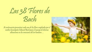 Las 38 Flores de 
Bach 
A continuación presentaré cada una de las flores empleadas por el 
médico homeópata Edward Bach para el manejo de diversas 
alteraciones en las emociones del ser humano… 
 