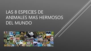 LAS 8 ESPECIES DE
ANIMALES MAS HERMOSOS
DEL MUNDO
 