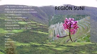 • esta situada
• Por encima su limite esta cerca
3500 a 4100 (metros sobre del mar)
• RELIEVE: Presenta muros escarpados
Con cumbre rocosos.
• Clima: Es templado pero
Al mismo tiempo frio.
• Flora: Crecen sauco el camote
(juventud eterna).
• Fauna: destacan ,zorros, vicha
Zorrillos o añas.
• Ciudades:
Puno
Juliana
Huancavelica
Sicuni
La oroya
REGIÓN SUNI
 