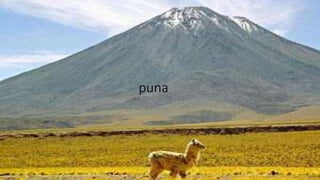 puna
 