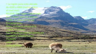• La región puna esta ubicada
de 4100 a 4800 (metros sobre
el nivel mar)
RELIEVE: Esta región conformado
en su mayor parte de pampas.
CLIMA. Su clima es frio con
Precipitaciones.
Flora: su flora es escasa es la
región sin árboles.
Fauna: su fauna esta compuesta por
Camélidos sudamericanos.
Ciudades:
Junín
Cerro de Pasco
 